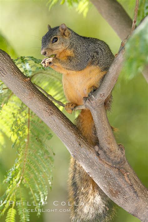 Eastern Fox Squirrel Sciurus Niger Los Angeles California 18969