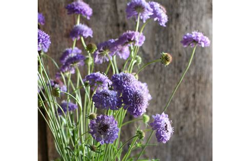 Oxford Blue Scabiosa Seed Johnnys Selected Seeds