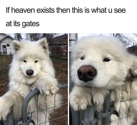 The 100 best dog memes ever. 50 Of The Happiest Dog Memes Ever That Will Make You Smile ...