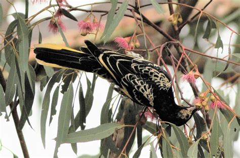 Sunshinecoastbirds Regent Honeyeater In The Spotlight