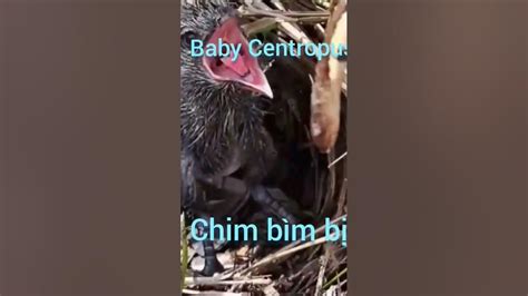 Gluttonous Baby Bird Youtube