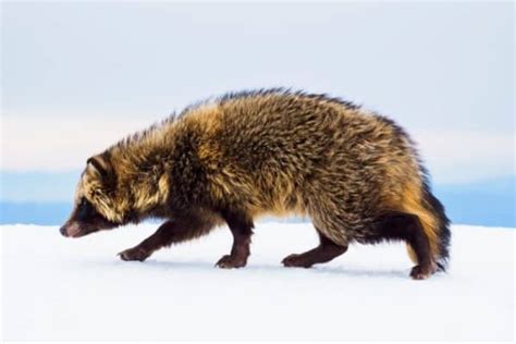 Raccoon Dog Animal Facts Nyctereutes Procyonoides Az Animals