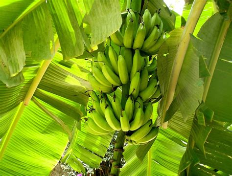Banano Musa X Paradisiaca Coltivazione E Potatura