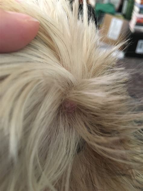 My Dog Has What Looks Like A Pimple On Her Eyelid Just Wondering If
