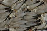 Images of Swarming Termites