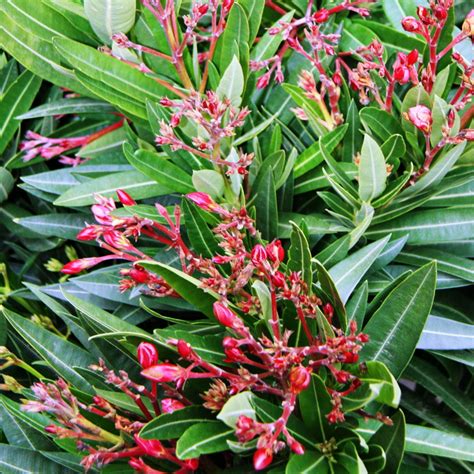 Gesundheit ist unbezahlbar, ebenso wie das verständnis eines nichtmediziners zu fachbegriffen rund um die gesundheit. Oleander ? rosa, ungefüllte Blüten - Nerium im 20 cm Topf ...