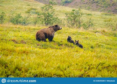 Grizzly Bear With Cubs In Denali National Park Alaska Stock Image