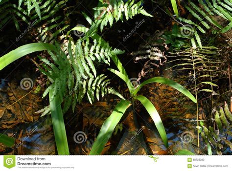Lilly In The Everglades Swamp Water Stock Photo Image Of Plants