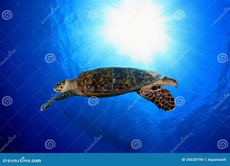 Sea Turtle Stock Photo Image Of Diversity Imbricata 26630190