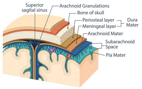 Brain Tumor Types Glioblastoma Meningioma And More