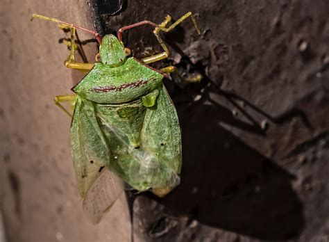 Swarms Of Stink Bugs Invade Southern Utah Never Seen Anything Like This