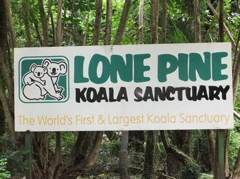 Bild Zoobesuch Bei Brisbane Zu Lone Pine Koala Sanctuary In Brisbane