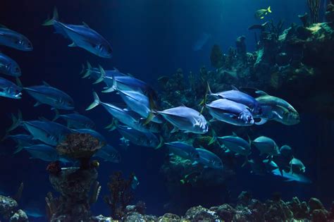 Free Images Water Ocean Animal Dark Diving Underwater Blue