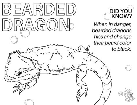 Bearded Dragon Coloring Page in 2021 | Dragon coloring page, Beard colour, Coloring pages