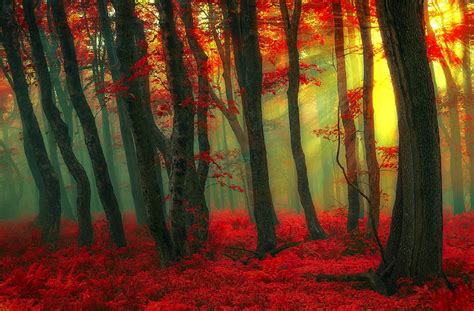 Sunlight In Red Autumn Forest