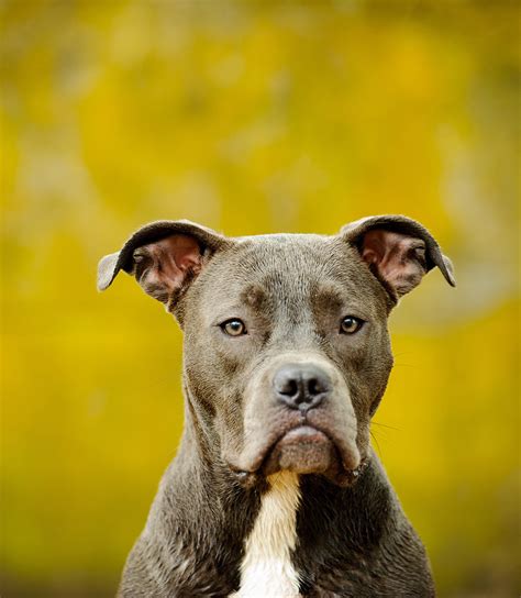 It's three minutes worth of blue nose pitbull puppies crying and whining behind bars, but if you turn the sound off, you'll wish you could pick up these incredibly. Blue Nose Pitbull Facts, Fun, Pros and Cons of a Blue Nosed Pup