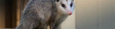 Opossum Removal Rid A Critter Animal Control Ga And Al