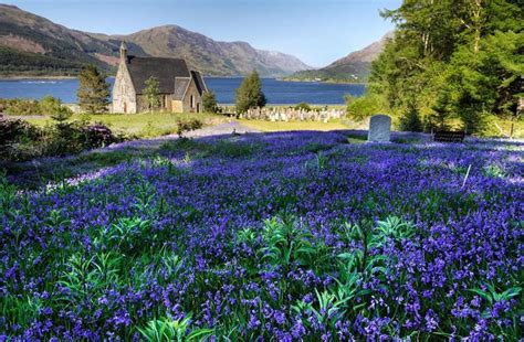 Blue Flowers Wild Flowers Scotland Travel Scottish Highlands