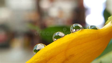 Drop Water On Yellow Flower Stock Image Image Of Yellow Nature