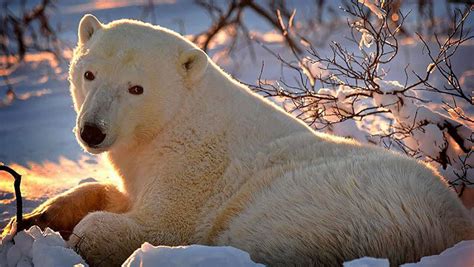 Manitoba Ciudad Canadiense Donde Los Osos Polares Viven En Libertad