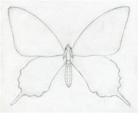 Butterfly Wings Drawing Step By Step