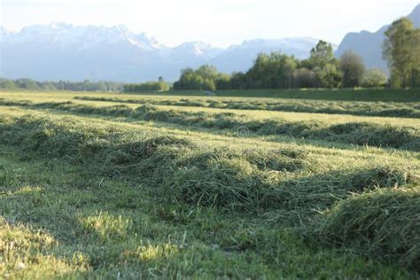 Fresh Cutted Hay Stock Image Image Of Green Rural Crop 40630495