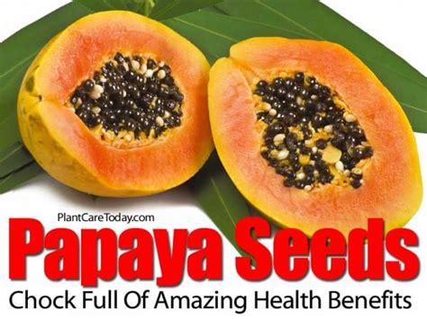 Papaya Seeds Chock Full Of Amazing Health Benefits
