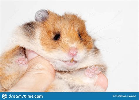Funny Syrian Hamster Sitting On The Hand Of A Man And Smiling Stock