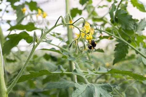 craving assistance with how to pollinate tomatoes read below the gardener info