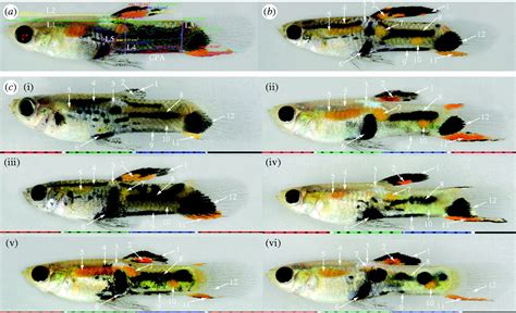 genetic linkage map of the guppy poecilia reticulata and quantitative trait loci analysis of