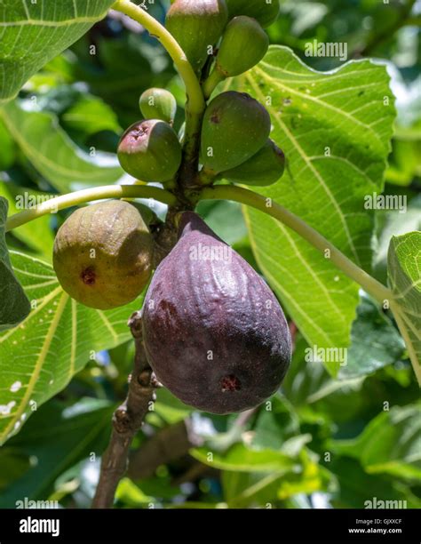 Fig Tree With Fruits High Resolution Stock Photography And Images Alamy