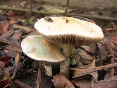 Stropharia Aeruginosa Mushroom Hunting And Identification Shroomery