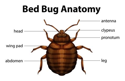 Bed Bugs Facts Information And Pictures Terminix