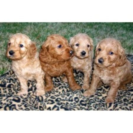 Knight goldendoodles are the perfect family pet! Miller's Gorgeous Goldendoodles, Goldendoodle Breeder in ...