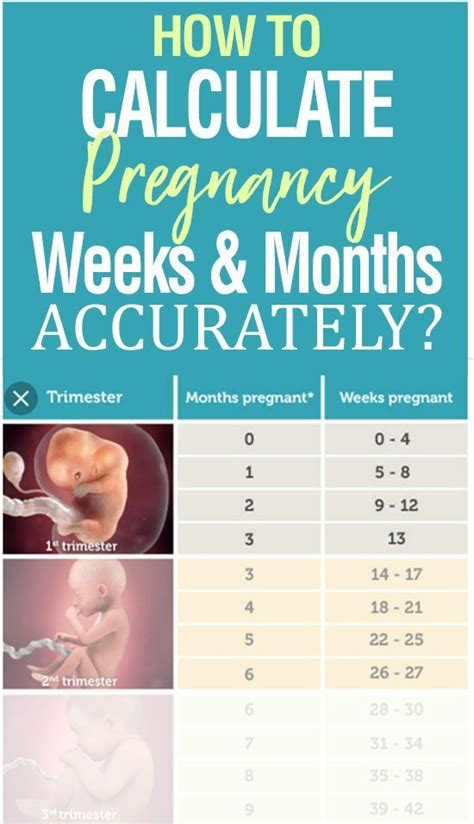 How To Calculate Pregnancy Week By Week Months Accurately Weeks To Months Pregnant