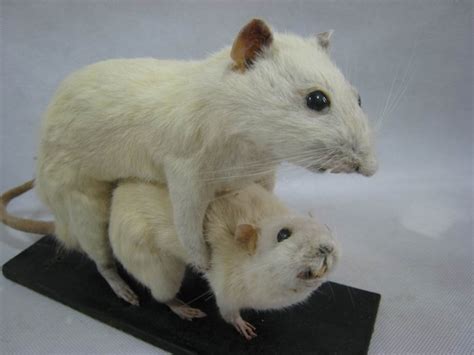 Vintage Taxidermy 2 Rats Mouse Sex Position Humping For