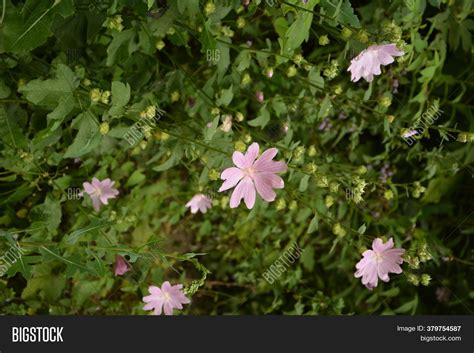 Wild Mallow Summer Image And Photo Free Trial Bigstock