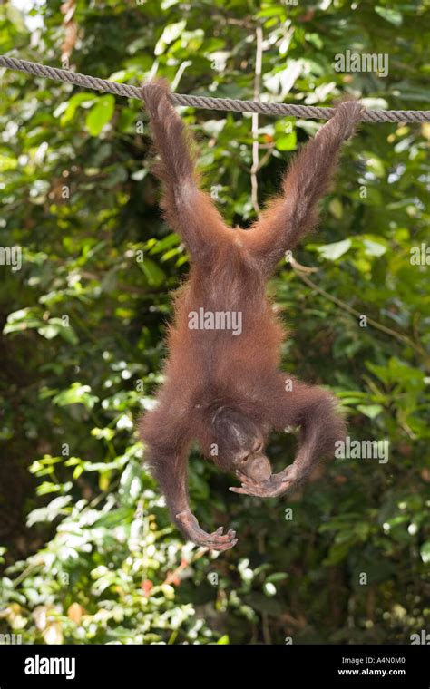 Malaysia Borneo Sabah Sepilok Primates Young Orang Utang Pongo Pygmaeus