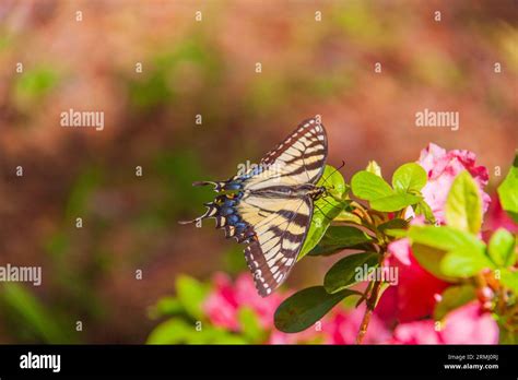 Eastern Tiger Swallowtail Butterfly Papilio Glaucus On Azaleas At