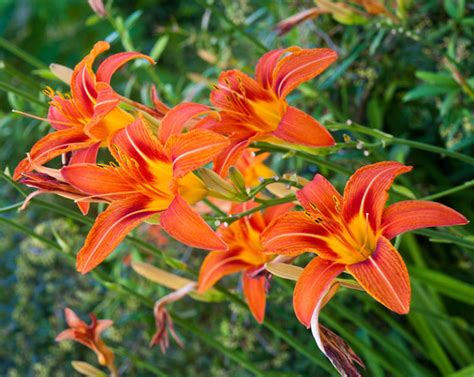 19 Orange Flowering Perennials Garden Lovers Club