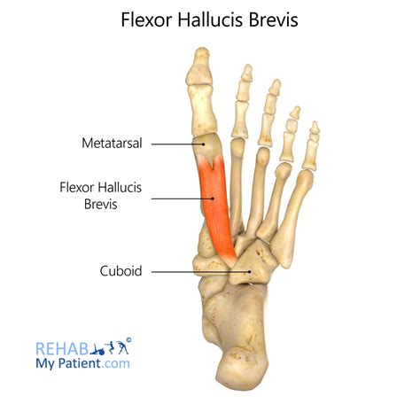 Flexor Hallucis Longus Insertion