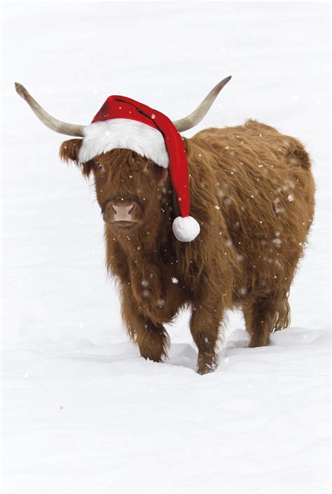 Categories of this canvas, poster from merry christmas, cow, a santa hat, god, hallway, praise. Christmas QA jokes part three | Jokes of the day (47075)