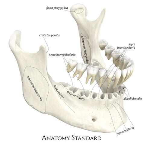 Mandible With Teethes Ex Situ Dental Anatomy Medical Anatomy