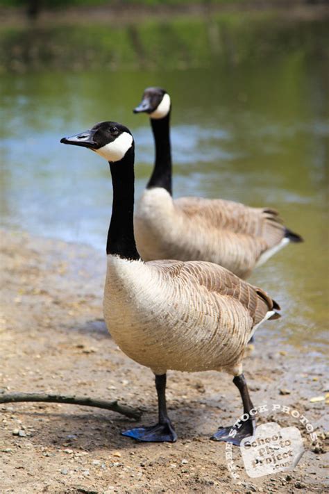 Canada Goose Free Stock Photo Curious Wild Geese By The Lake Royalty
