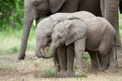 Photos And Pictures Of Baby African Elephants Playing
