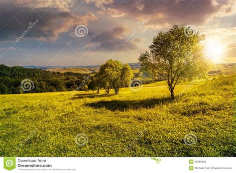 Few Trees On Hillside Meadow At Sunset Stock Image Image Of