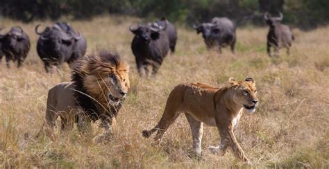 These Are The Big Five Game Animals For Your African Safari Mapped