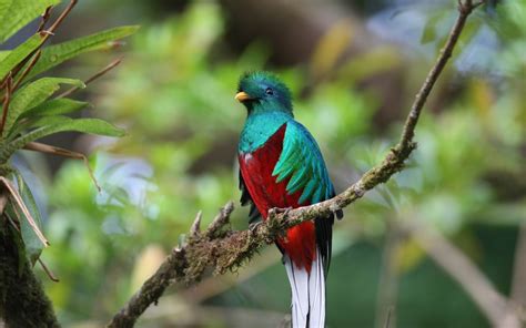 Wildlife Beautiful Quetzal Bird