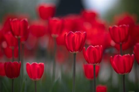 Simbolismo Del Tulipán Y Significado Espiritual Por Colores