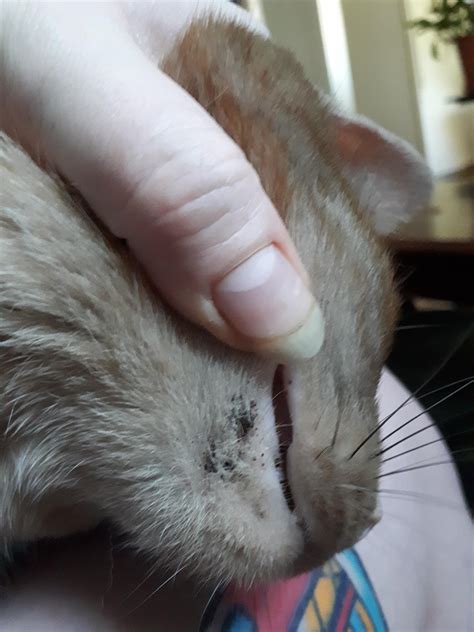 My Cat Has This Under Her Chin And I Dont Know What It Is I Cant Clean